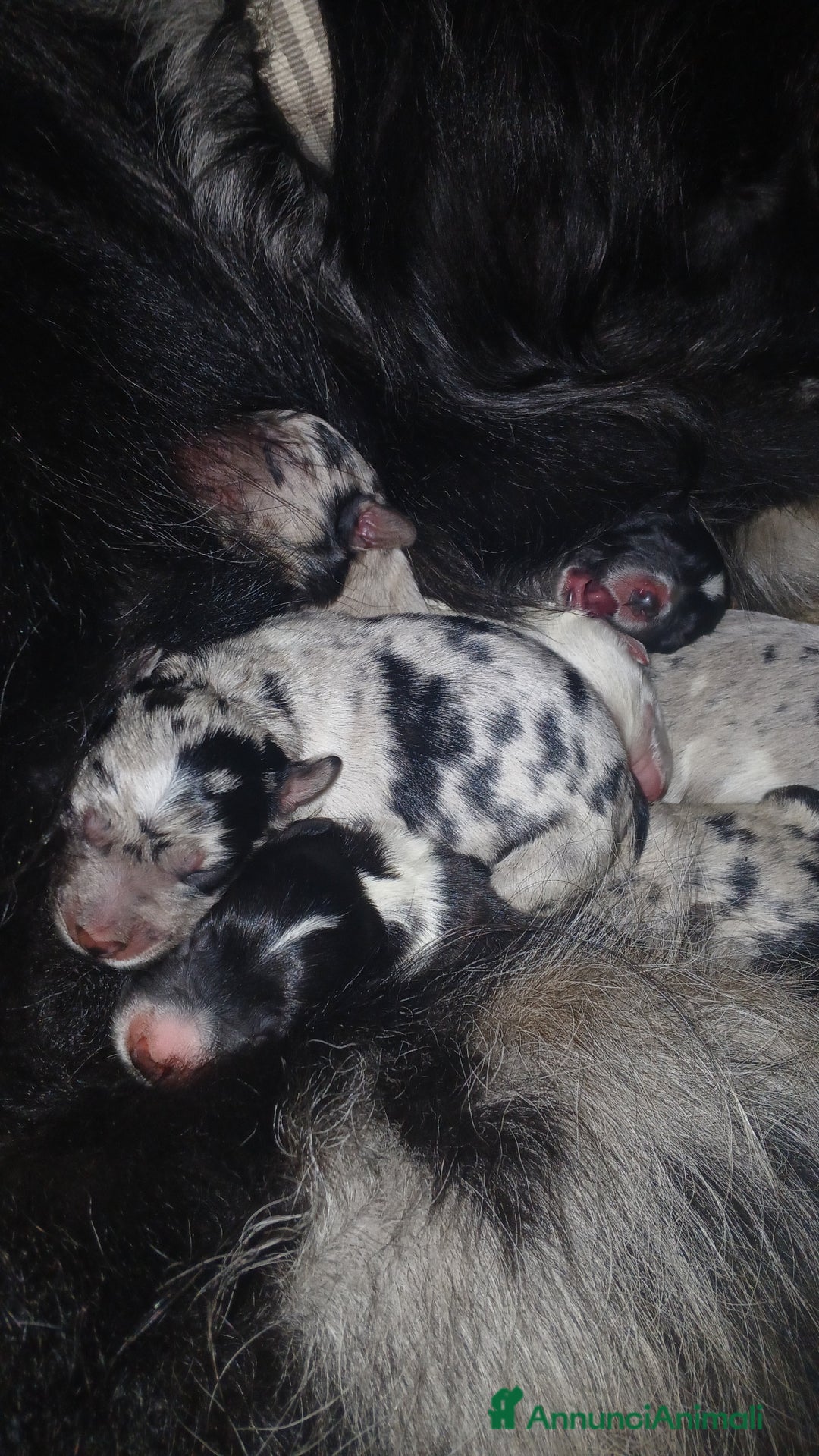 Australian Shepherd cani per accoppiamento: pastore australian della lessinia - Annuncio 6