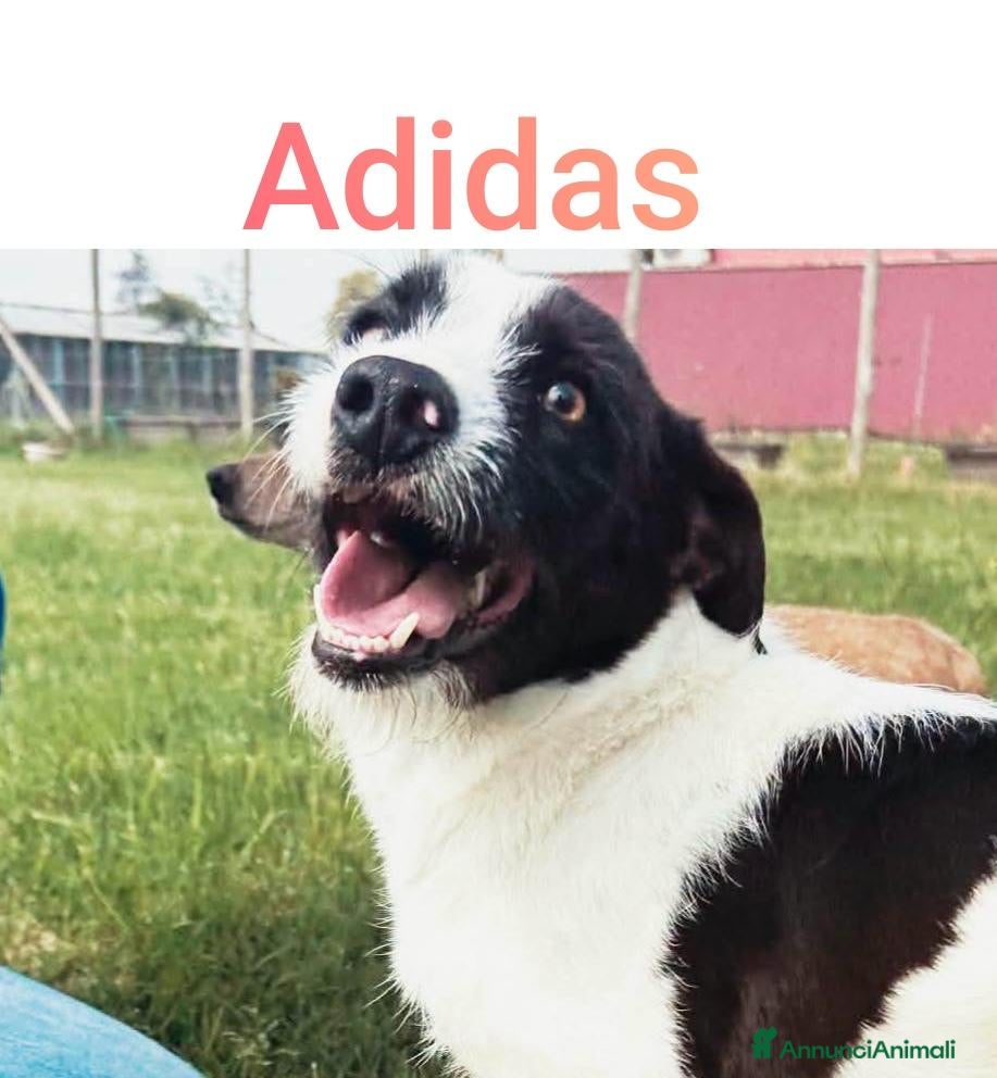 Meticcio cani Adidas, simpatica cagnolina cerca famiglia - Annuncio 9