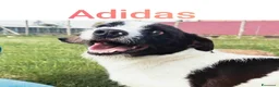 Meticcio cani in regalo: Adidas, simpatica cagnolina cerca famiglia - Annuncio 1
