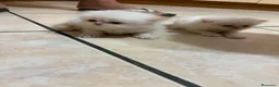 Persiano gatti in vendita: Persiano femmina  a Provincia di Salerno - Annuncio 2