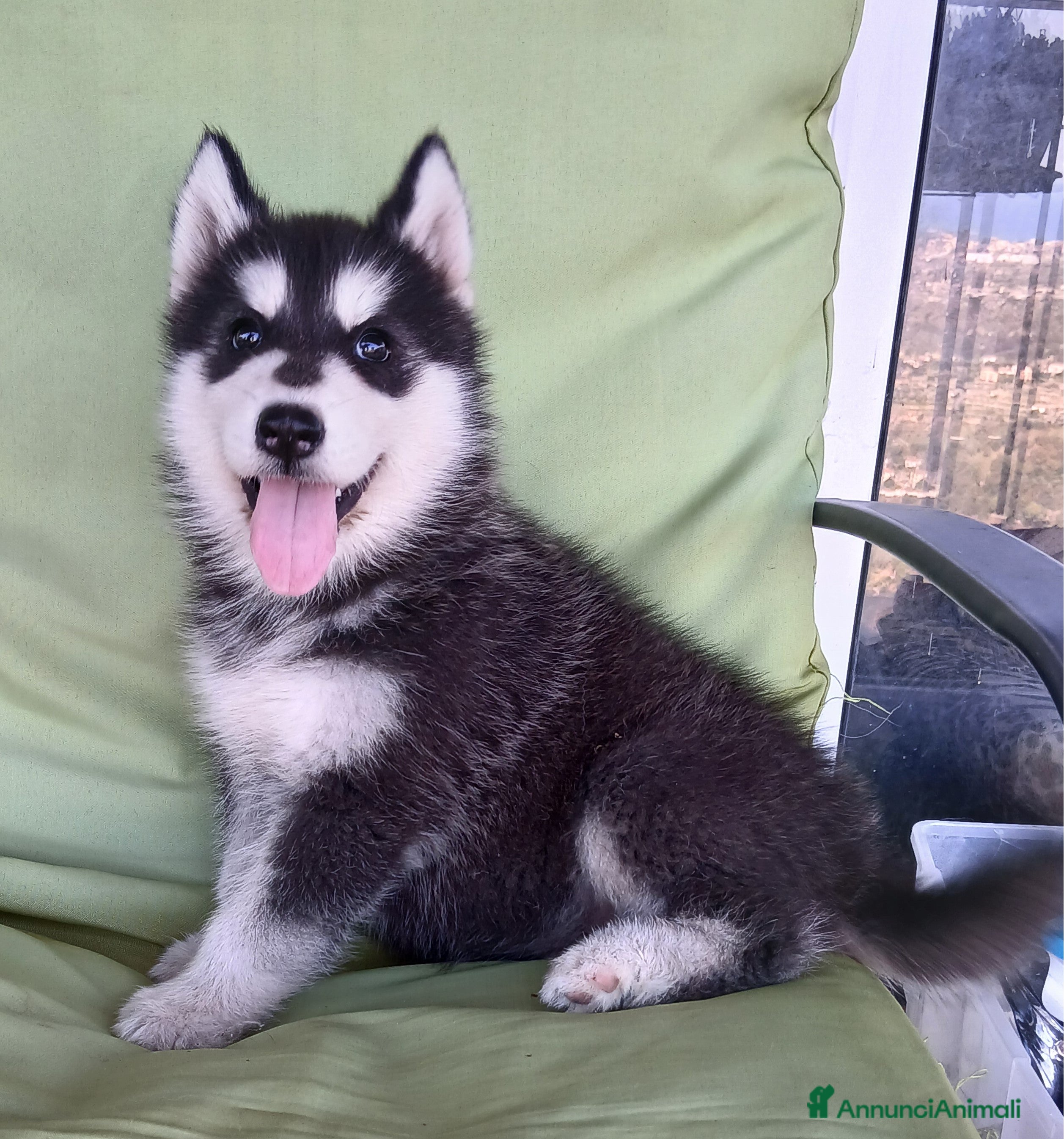 Husky cani splendida cucciola di Siberian Husky - Annuncio 1