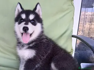 Husky cani splendida cucciola di Siberian Husky - Annuncio 17