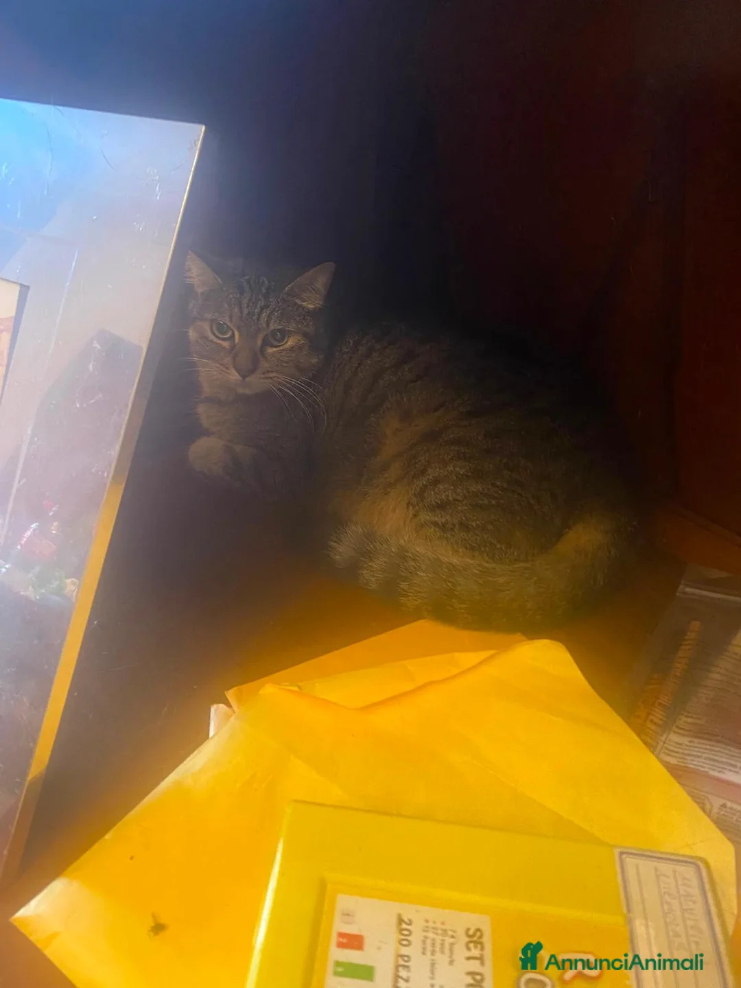 Meticcio gatti in regalo: GATTINI a Provincia di Piacenza - Annuncio 8