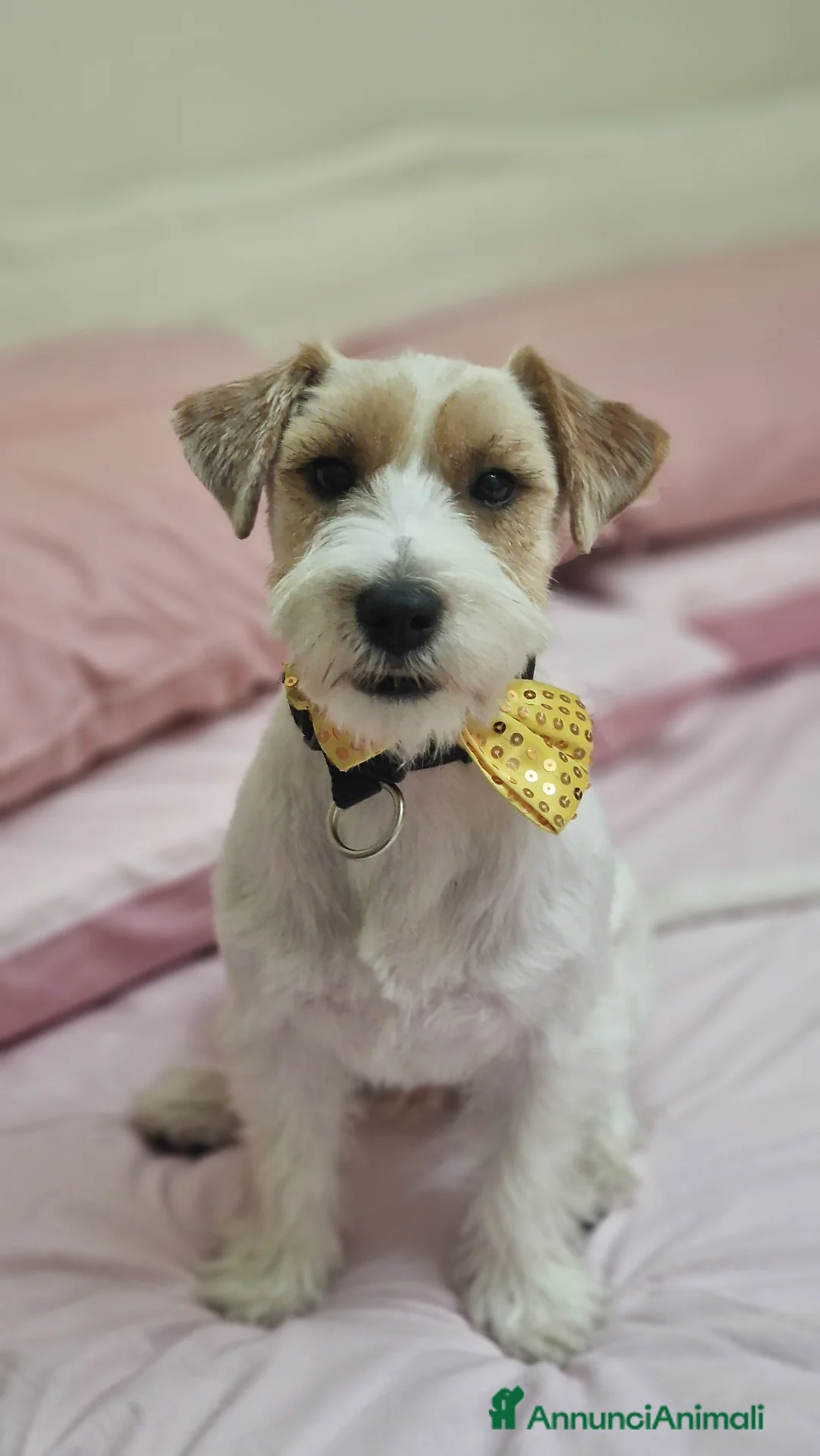 Jack Russell cani per accoppiamento: Jack russell maschio  - Annuncio 1