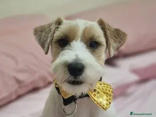 Jack Russell cani Jack russell maschio - Annuncio 9