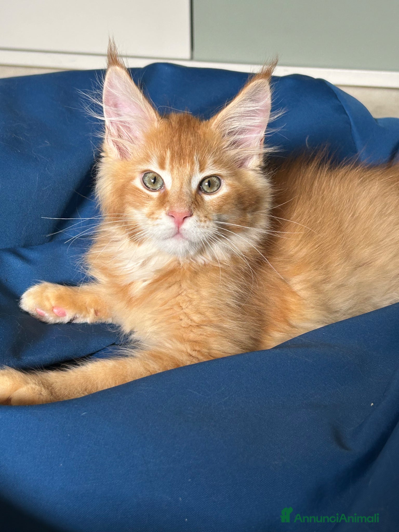 Maine Coon gatti Maine Coon  - Annuncio 7