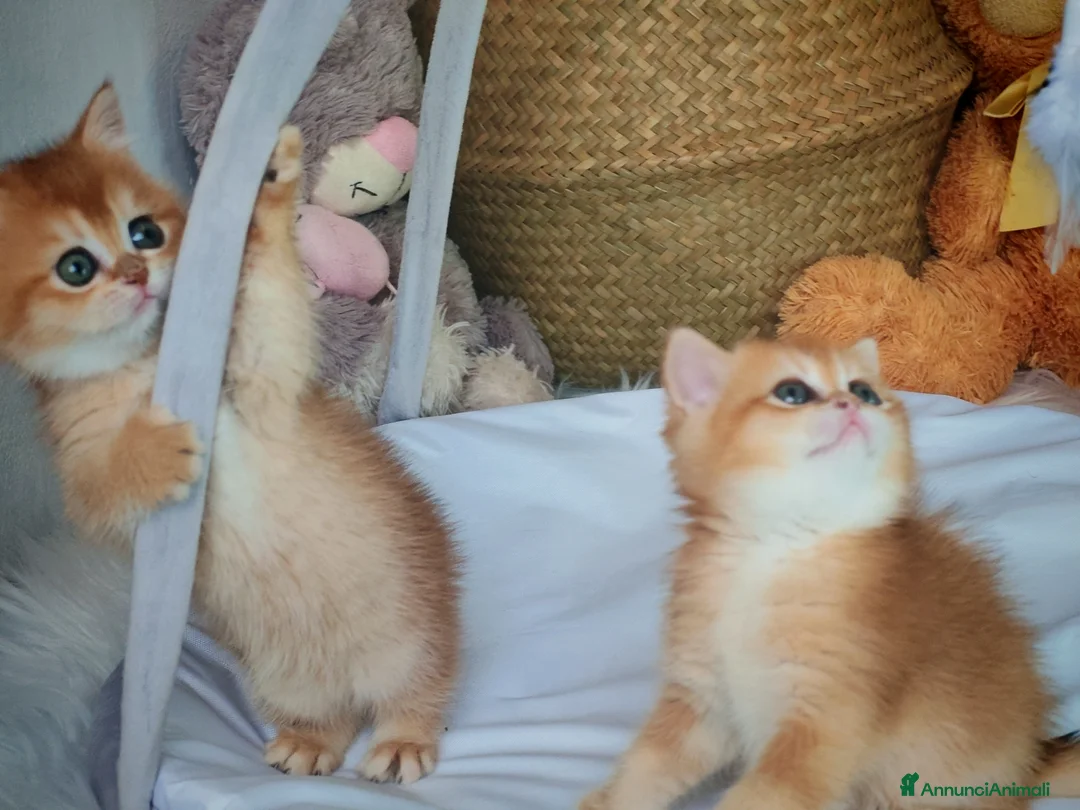 Scottish gatti in vendita: Cuccioli Scottish con Pedigree  - Annuncio 11