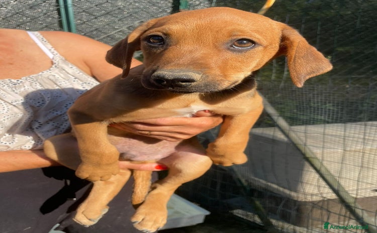 Meticcio cani a Città metropolitana di Roma Capitale - Annuncio 7