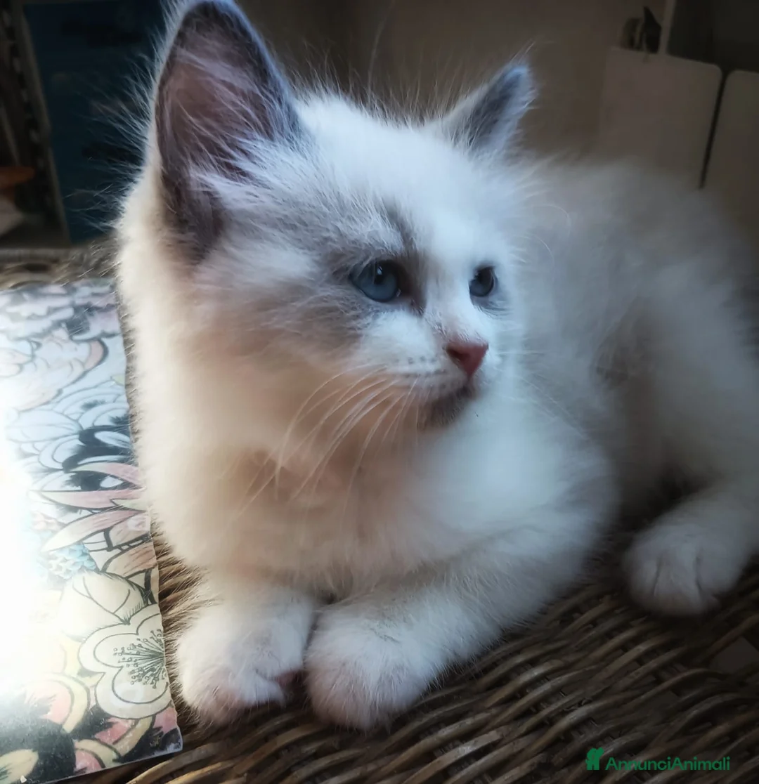 Siberiano gatti in vendita: Cuccioli Siberiani/Neva Masquerade – Pedigree ANFI - Annuncio 6