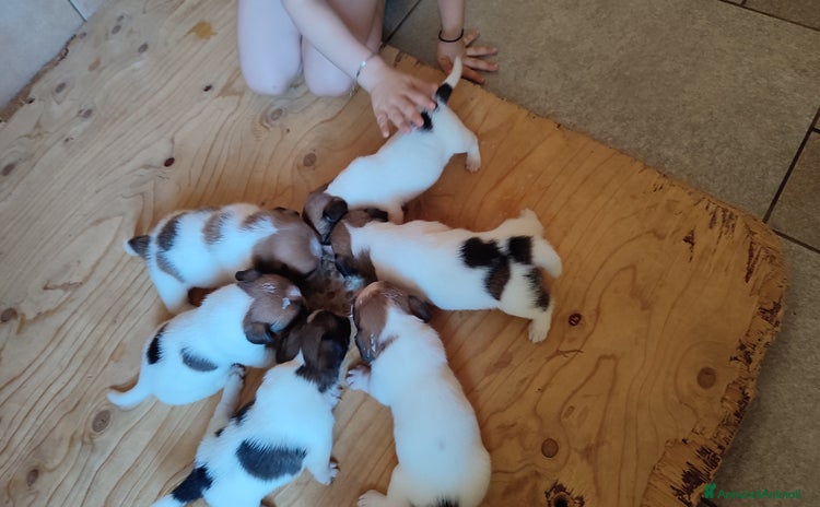 Jack Russell cani a Province of Treviso - Annuncio 1