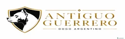 Dogo Argentino cani in vendita: CUCCIOLI DOGO ARGENTINO a Provincia di Verona - Annuncio 7
