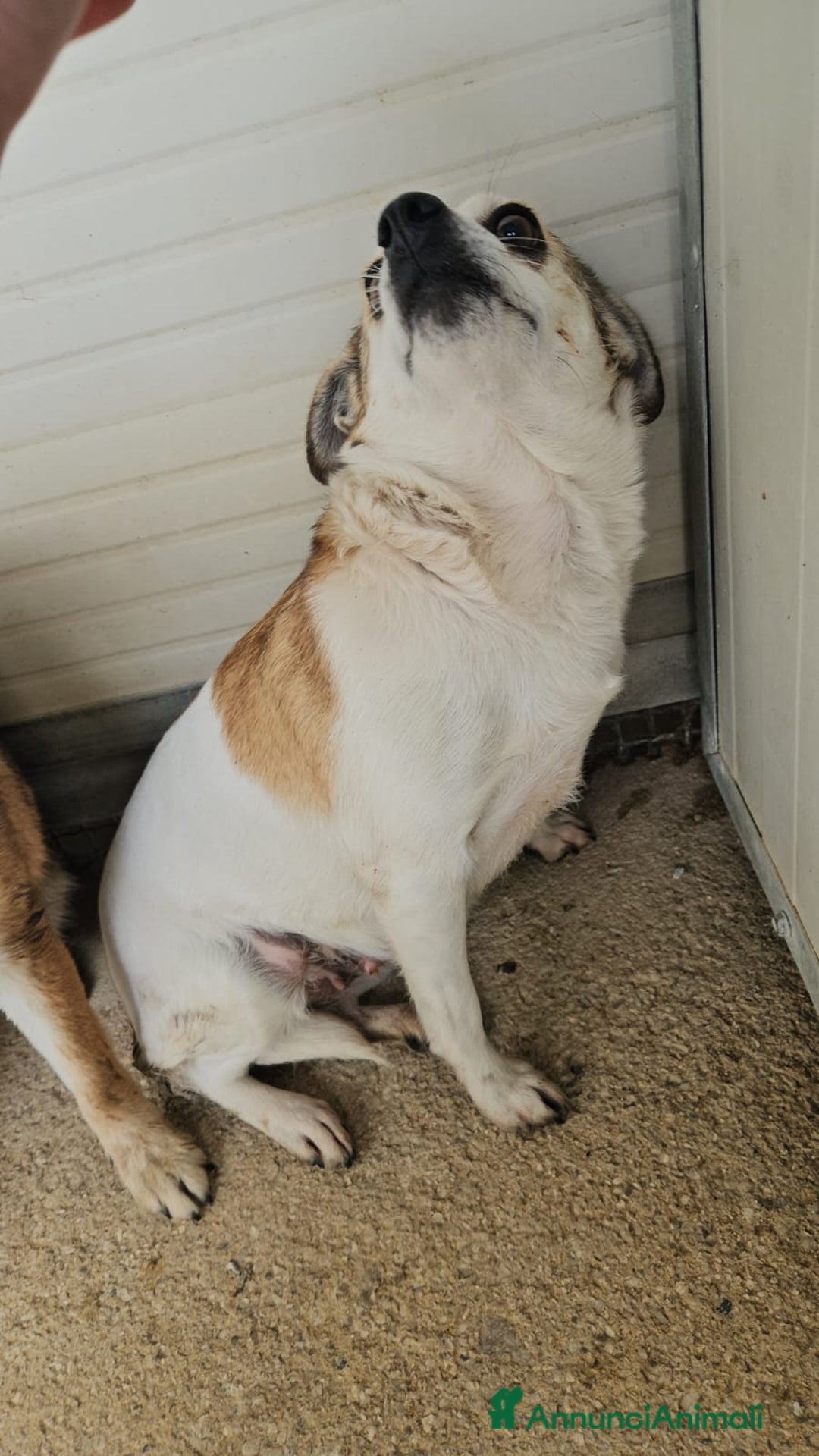 Meticcio cani in regalo: Dixie: 6 kg, 4 anni. Timida ma dolce - Annuncio 4