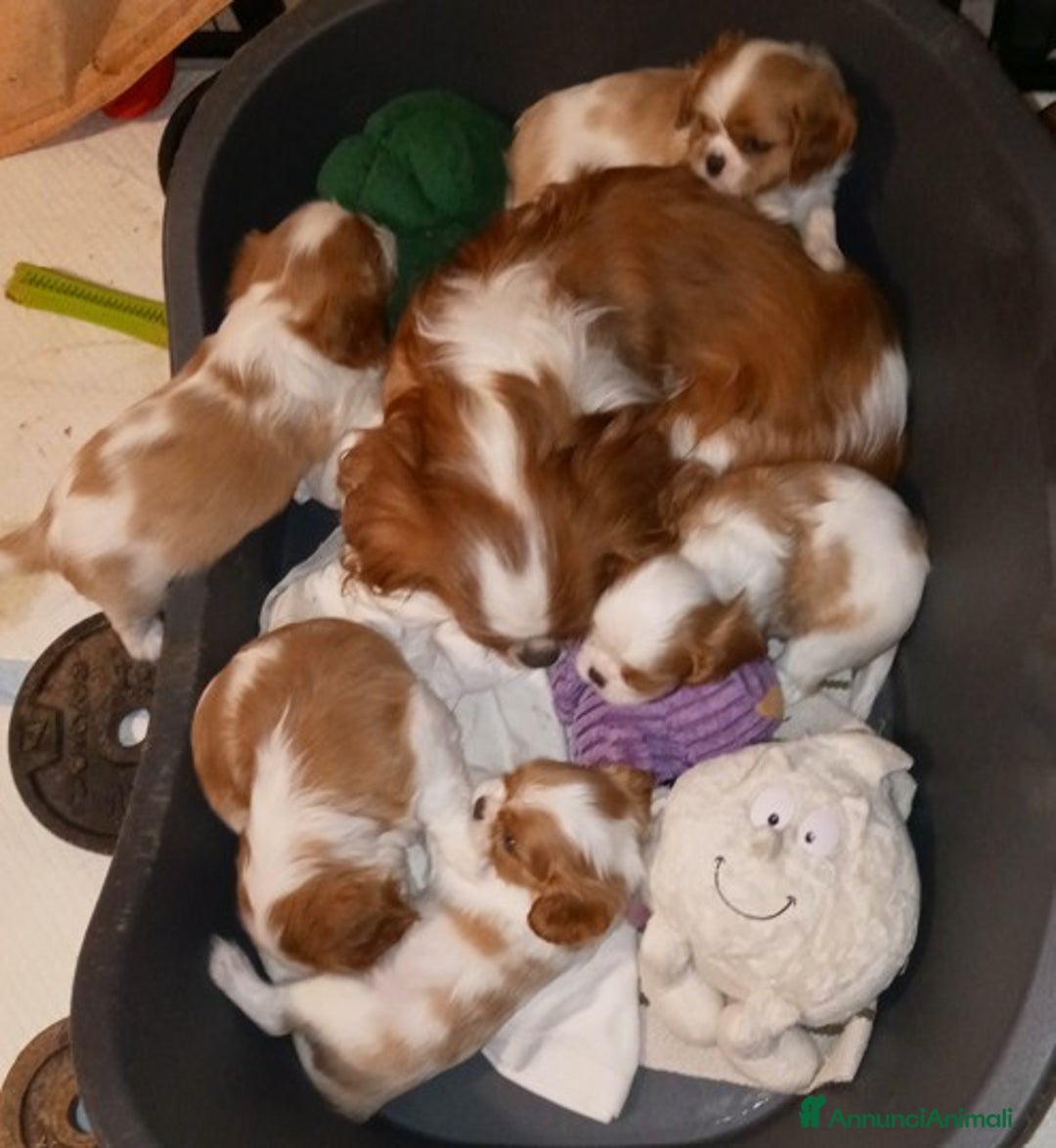 Cavalier King cani in vendita: Cuccioli di Cavalier King Charles Spaniel a Provincia di Bergamo - Immagine 4