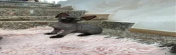Sphynx gatti in vendita: Gatti sphynx - Annuncio 5