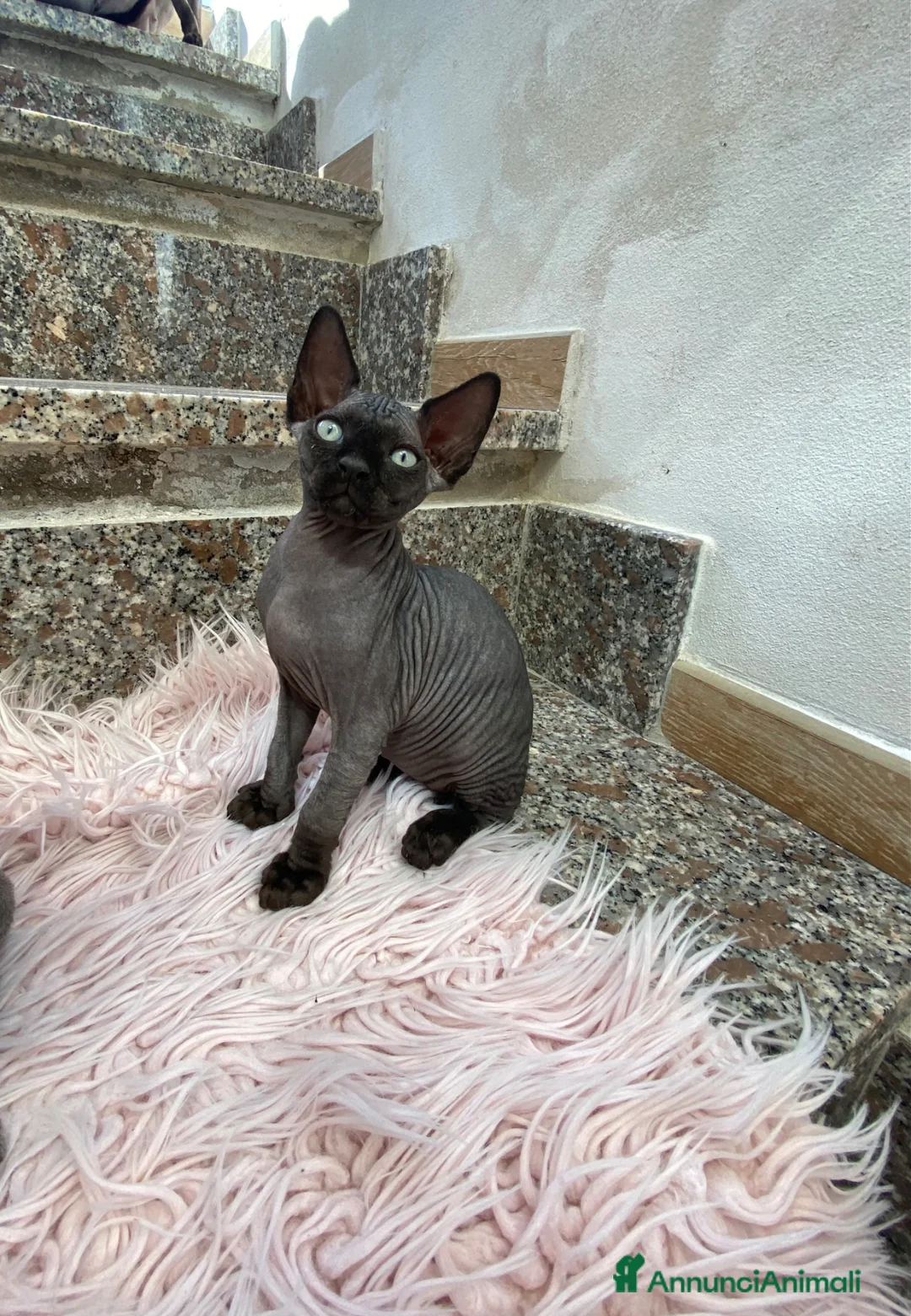 Sphynx gatti in vendita: Gatti sphynx - Annuncio 5