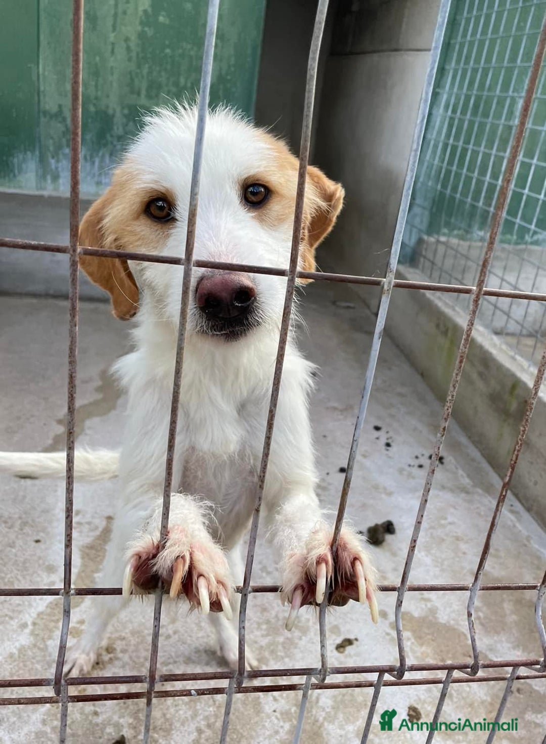 Meticcio cani in regalo: MINNIE, spinoncina speciale. - Annuncio 2