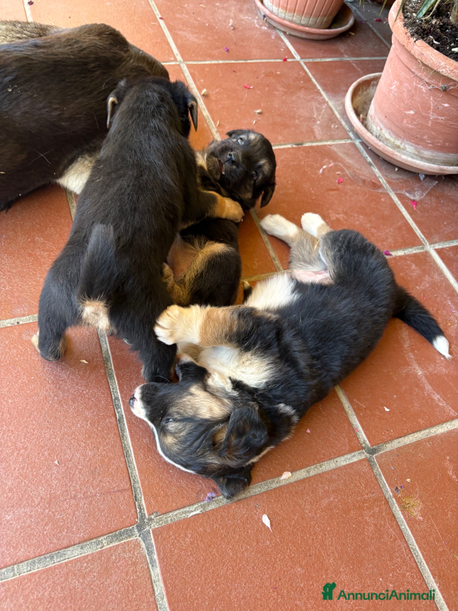 Meticcio cani in regalo: Regalo cuccioli di cane meticci  a Provincia di Chieti - Annuncio 2