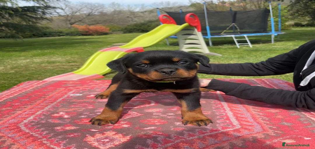 Immagine della galleria {{count}}