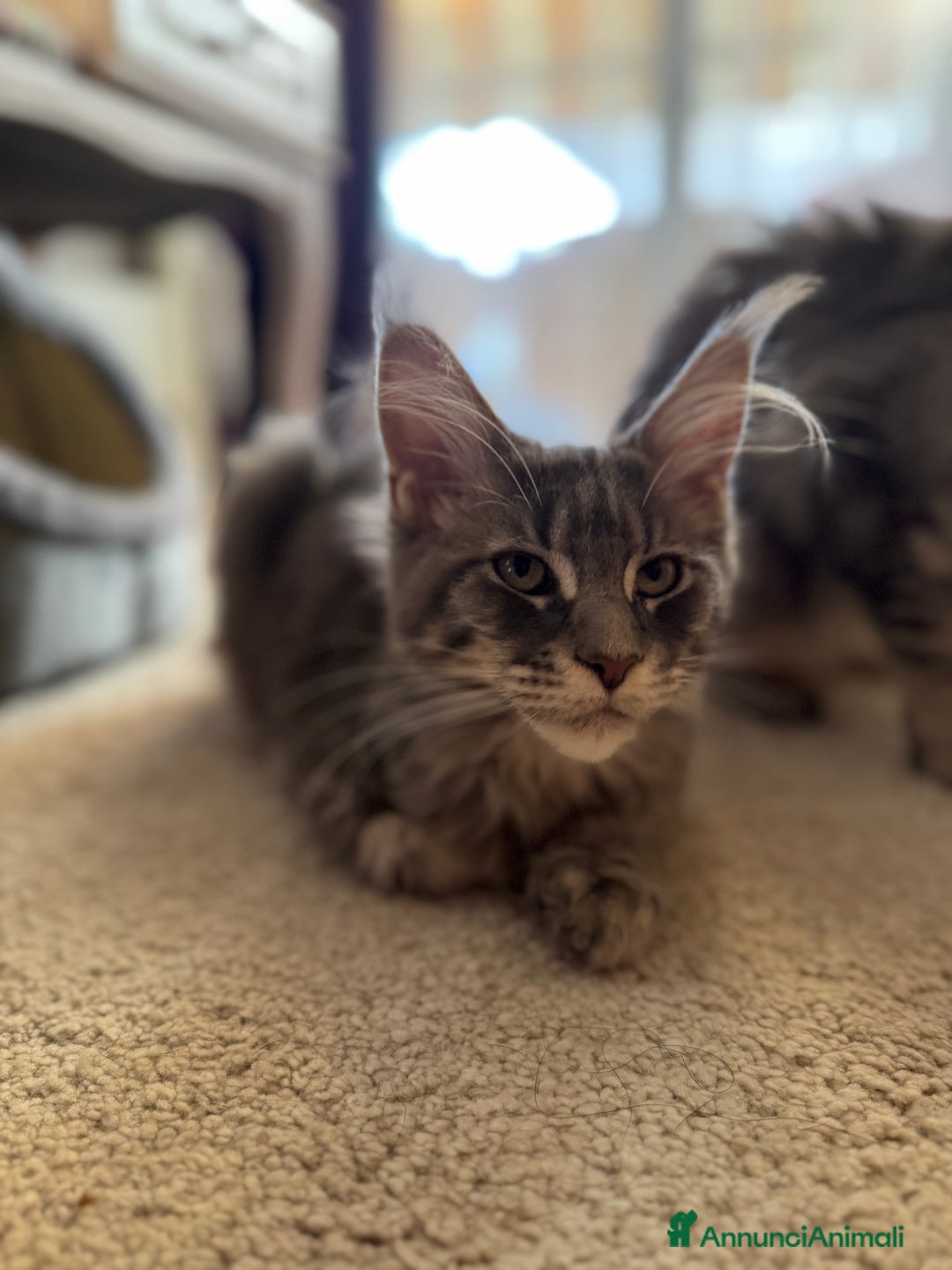 Maine Coon gatti in vendita: Cucciole Maine coon - Annuncio 2