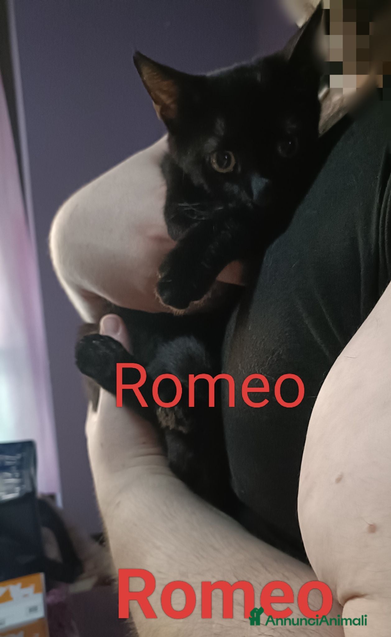 Meticcio gatti Romeo  - Annuncio 18