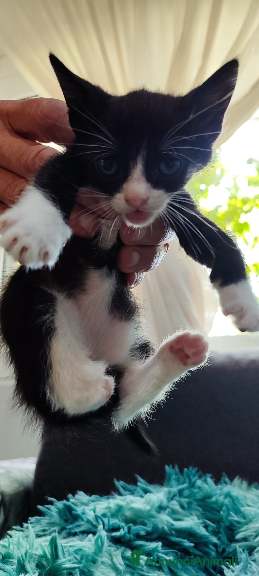 Europeo gatti Kitty bellissima micina dagli occhi blu - Annuncio 7