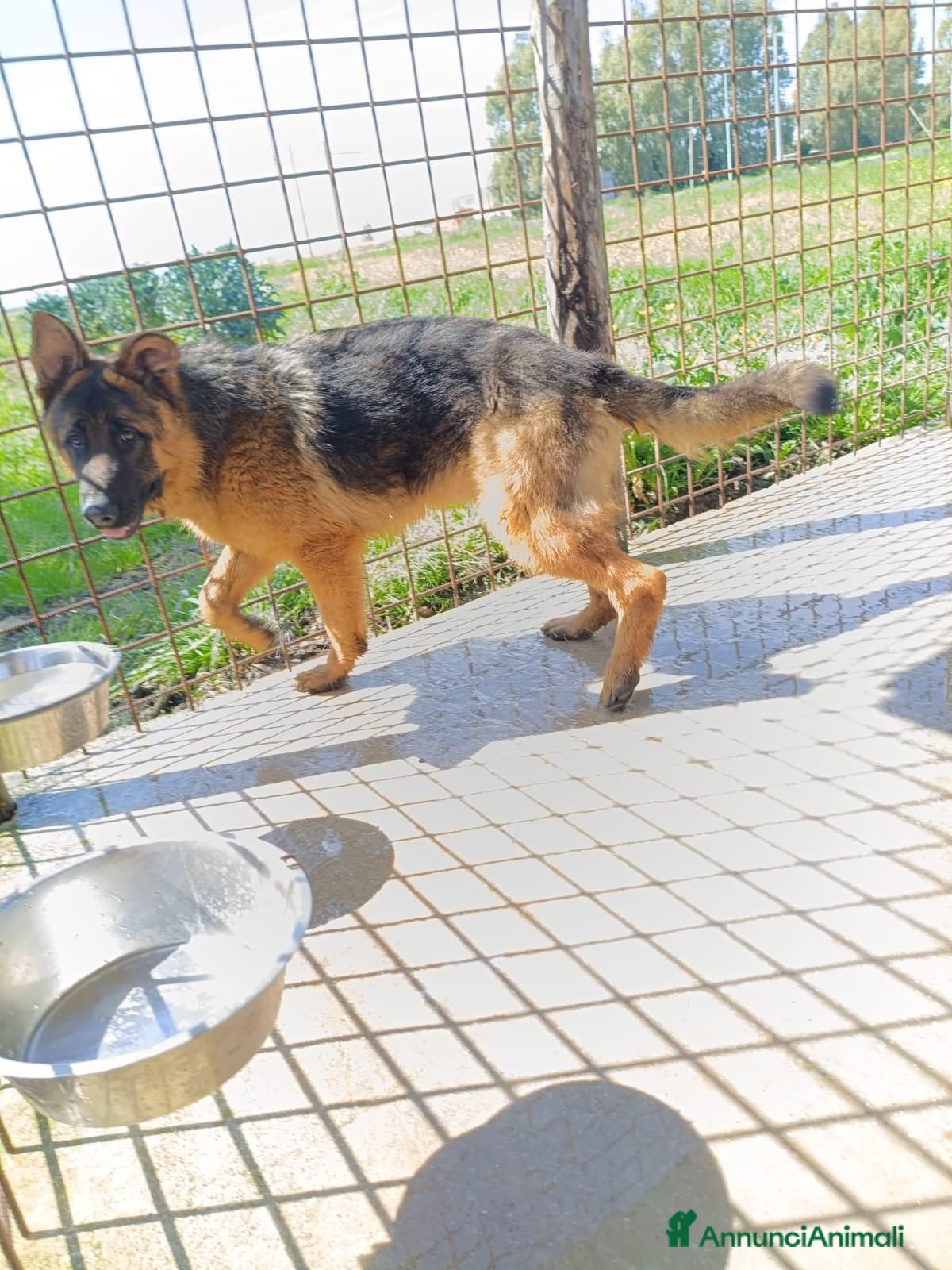 Pastore Tedesco cani in regalo: Arek: cucciolone pastore tedesco socievole dolce  - Annuncio 1