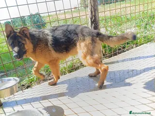 Pastore Tedesco cani in regalo: Arek: cucciolone pastore tedesco socievole dolce - Annuncio 1