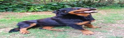 Rottweiler cani in regalo: Femmina Rotteweiler sterilizzata - Annuncio 4