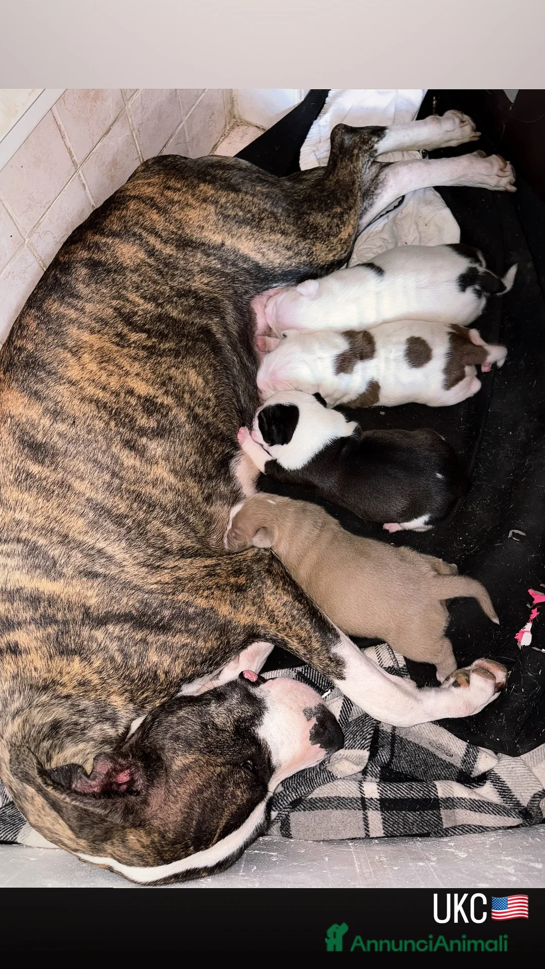 Pitbull cani in vendita: pit bull ukc black nose maschio - Annuncio 12