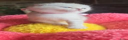 Scottish gatti in vendita: Cuccioli scottish fold e straight  - Annuncio 9