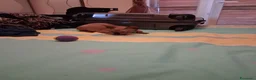 Sphynx gatti in vendita: VENDO GATTO SPHYNIX  - Annuncio 9