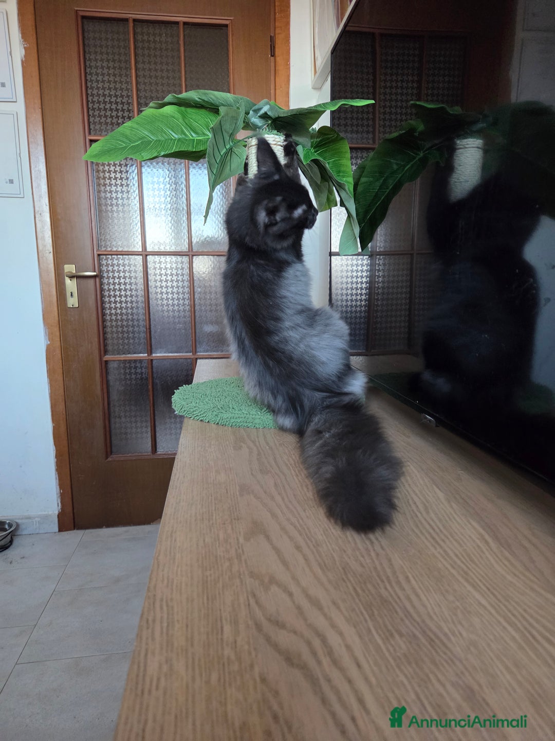 Maine Coon gatti in vendita: Maine Coon - 2 maschie e 1 femmina - Annuncio 9