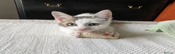 Meticcio gatti in regalo: Piko e Bok, fratellini in cerca di casa - Annuncio 9