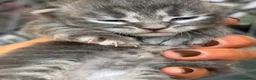 Siberiano gatti in vendita: cuccioli di gatto siberiano ANFI - Annuncio 9