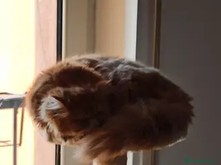 Persiano gatti Persiano cuccioli gattini persiani - Annuncio 1