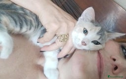Europeo gatti in regalo: Candy  a Provincia di Monza e della Brianza - Immagine 7