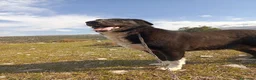 Meticcio cani in regalo: Windy, splendida ed equilibrata simil labrador - Annuncio 1