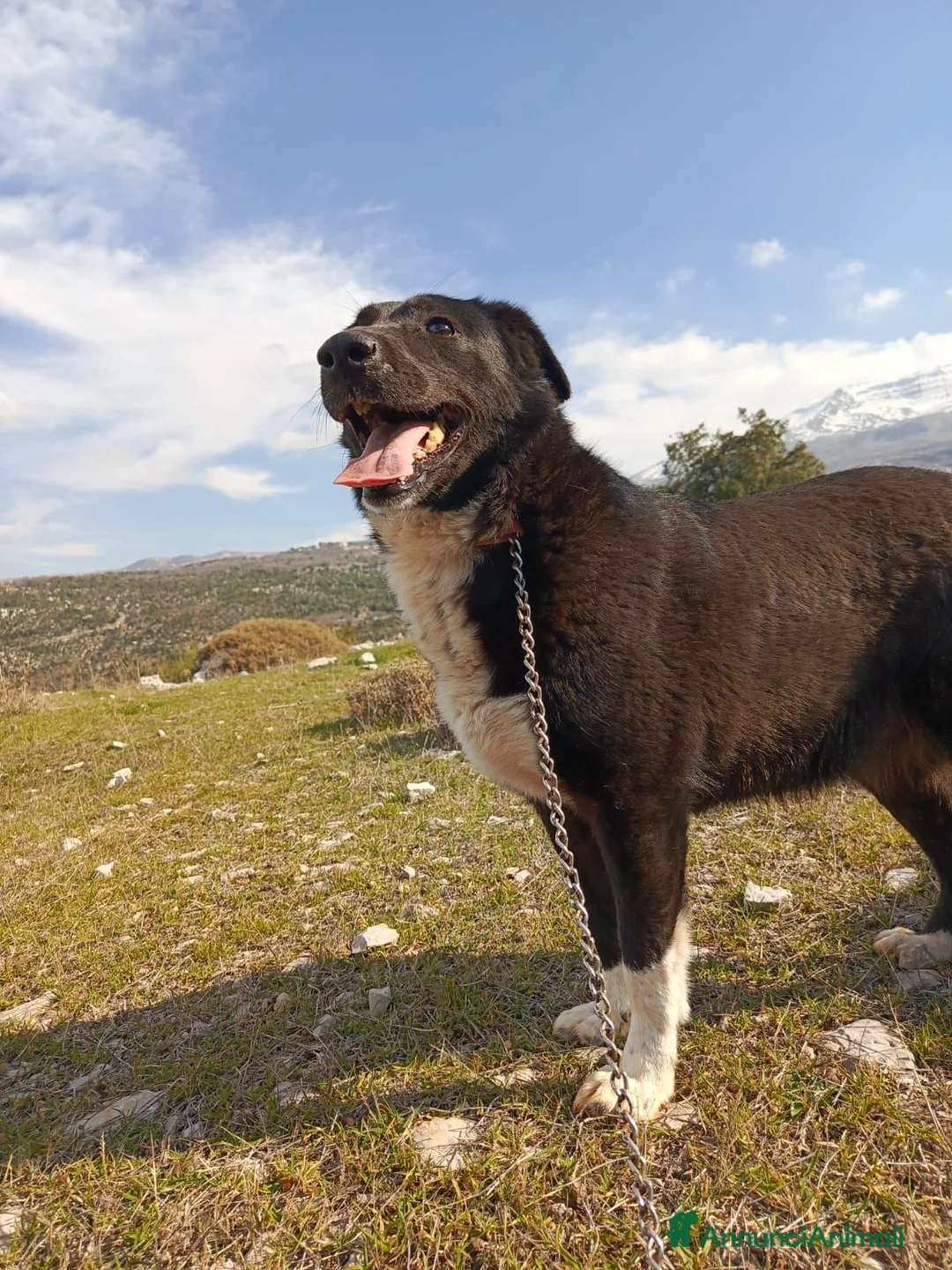 Meticcio cani in regalo: Windy, splendida ed equilibrata simil labrador - Annuncio 1