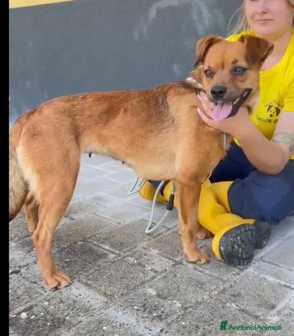 Meticcio cani Kira 2anni kg12 salita in stallo a SAVONA010 - Annuncio 2
