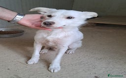 Meticcio cani in regalo: IL DOLCE E PICCOLO PLUTO a Città metropolitana di Roma Capitale - Immagine 1