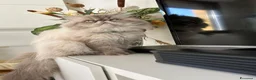 Persiano gatti per accoppiamento: Gatto maschio Persiano per accoppiamento  - Annuncio 6