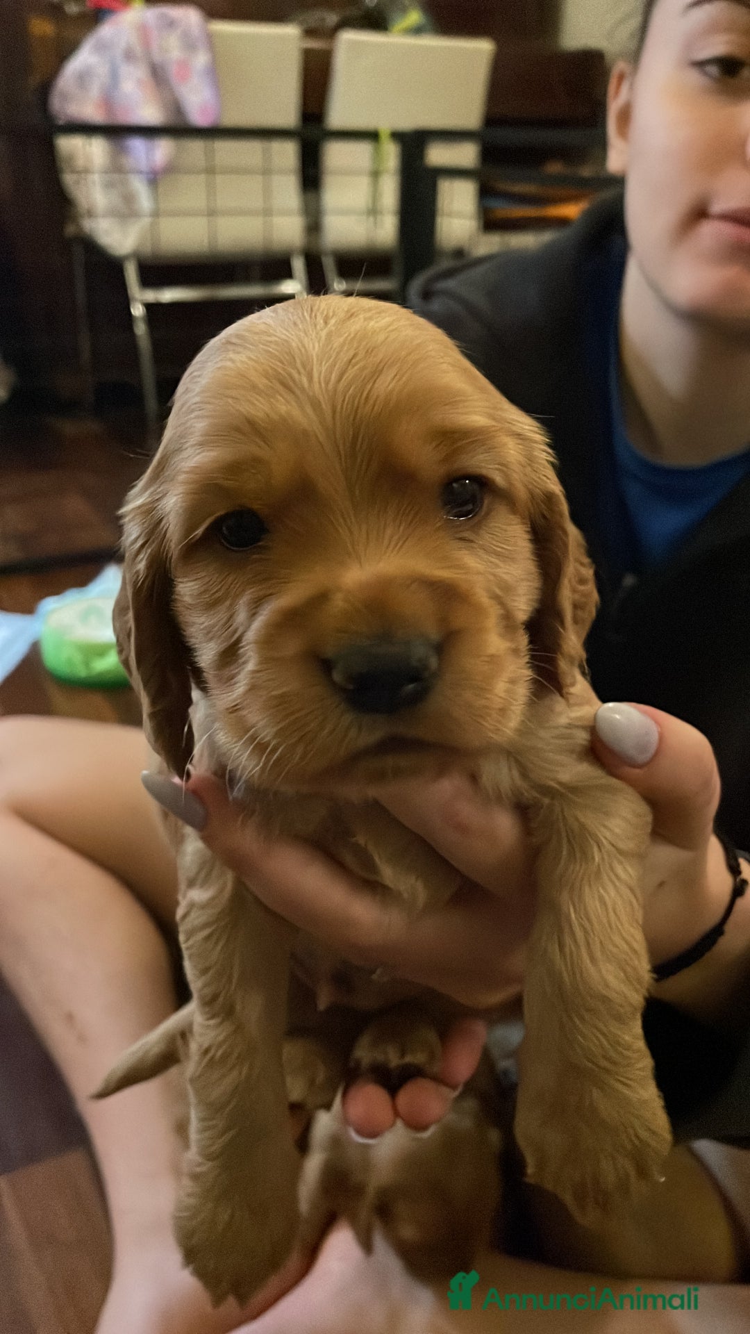 Cocker cani in vendita: Dolcissimi cuccioli di Cocker Spaniel Inglese - Annuncio 5