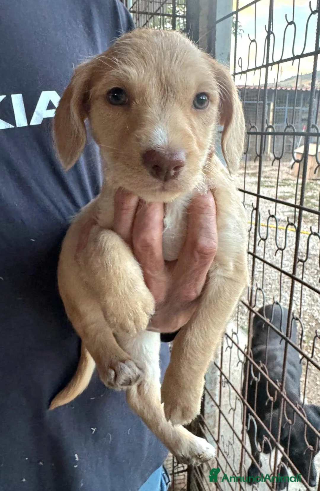 Meticcio cani in regalo: Olga 2 mesi mix lagotto - Annuncio 1