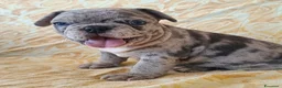 Bulldog Francese cani in vendita: Bulldog francese cuccioli  - Annuncio 6