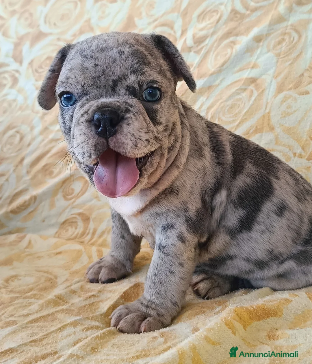 Bulldog Francese cani in vendita: Bulldog francese cuccioli  - Annuncio 6