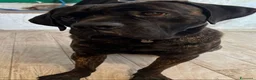 Cane Corso cani in regalo: Corso tigrato 2anni PADRONE MALATO.SOS CAMPANIA - Annuncio 2