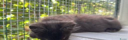Maine Coon gatti in vendita: Cucciolo di maine coon manto nero (Daiquiri) - Annuncio 10