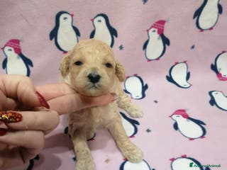 Barboncino cani Barboncini Nani cuccioli - Annuncio 11