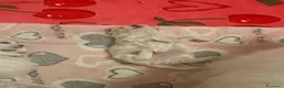 Maltese cani in vendita: Maltese - Annuncio 4