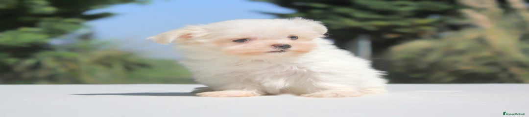 Maltese Cucciolo 3